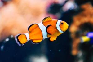 激情四射！2022年卡塔尔世界杯亚洲区预选赛18强赛况全记录世界杯亚洲区预选赛18强